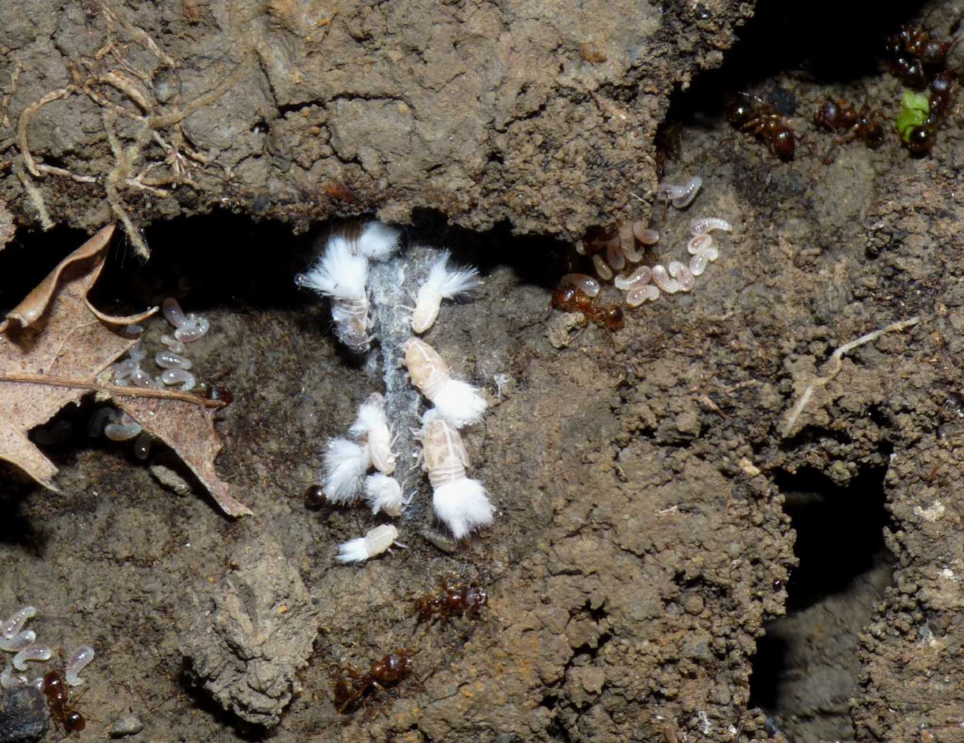Ospiti delle formiche Myrmica: Cixiidae Reptalus sp.